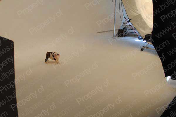 English Bulldogs at the Fido Photo Shoot