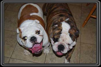 English Bulldogs Cherokee Bullpaws Ivy and her brother Jasper at 1 year old