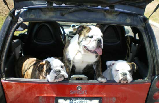 Jasper, Shady and Bacardi off to the dog show in the smart car