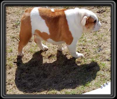 English Bulldog Cherokee Bullpaws Ivy was born in 2007, bred by Cody T. Sickle and Andrew Dennison