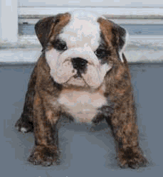 English Bulldog Puppies for sale