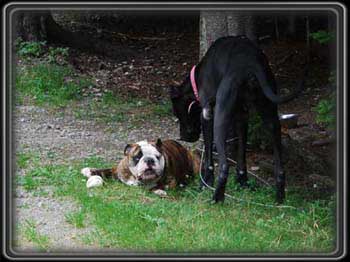 Jasper steals the bone from U-Ball, no easy task for normal bulldogs