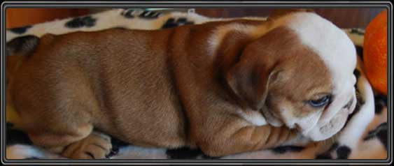 English Bulldpg puppies for sale