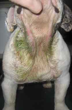 Hotspot on a English Bulldog treated with listerine