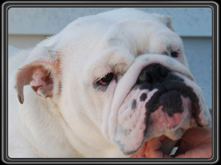 English Bulldog